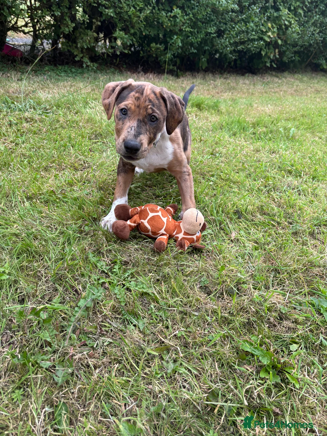 Mixed Breed dogs for sale: Fraya - Advert 8