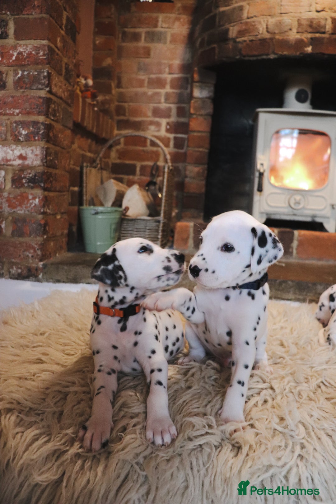 Dalmatian dogs for sale: Beautiful KC Registered Dalmatian Litter - Image 12