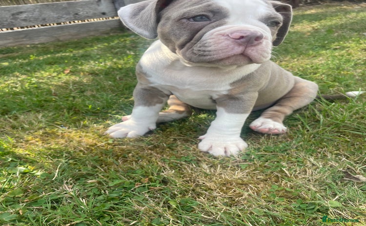 Old Tyme Bulldog dogs - Advert 1