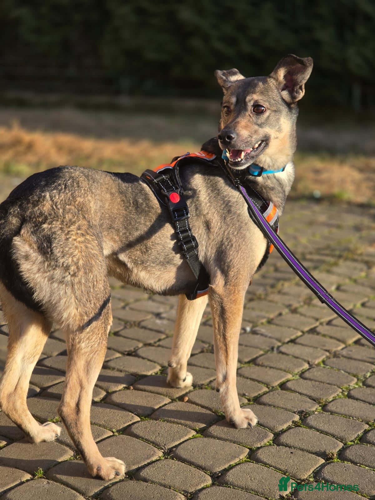 Mixed Breed dogs ❤️🐶 GRACIE – THE GIRL WHO TRIES SO HARD TO PLEASE - Advert 2