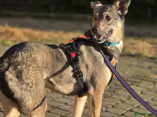 Mixed Breed dogs ❤️🐶 GRACIE – THE GIRL WHO TRIES SO HARD TO PLEASE - Advert 2