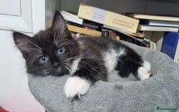 Turkish Angora cats for sale: Beautiful Fluffy Kittens Looking for Loving Homes - Image 26