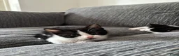 Mixed Breed cats for sale: Kitten  in Birmingham - Advert 4