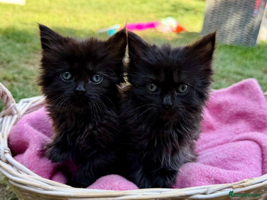 Russian Blue cats for sale: Crossed RussianBlue Kittens - Image 1