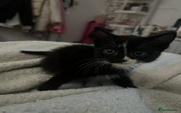Domestic Shorthair cats for sale: black and white male  - Image 3