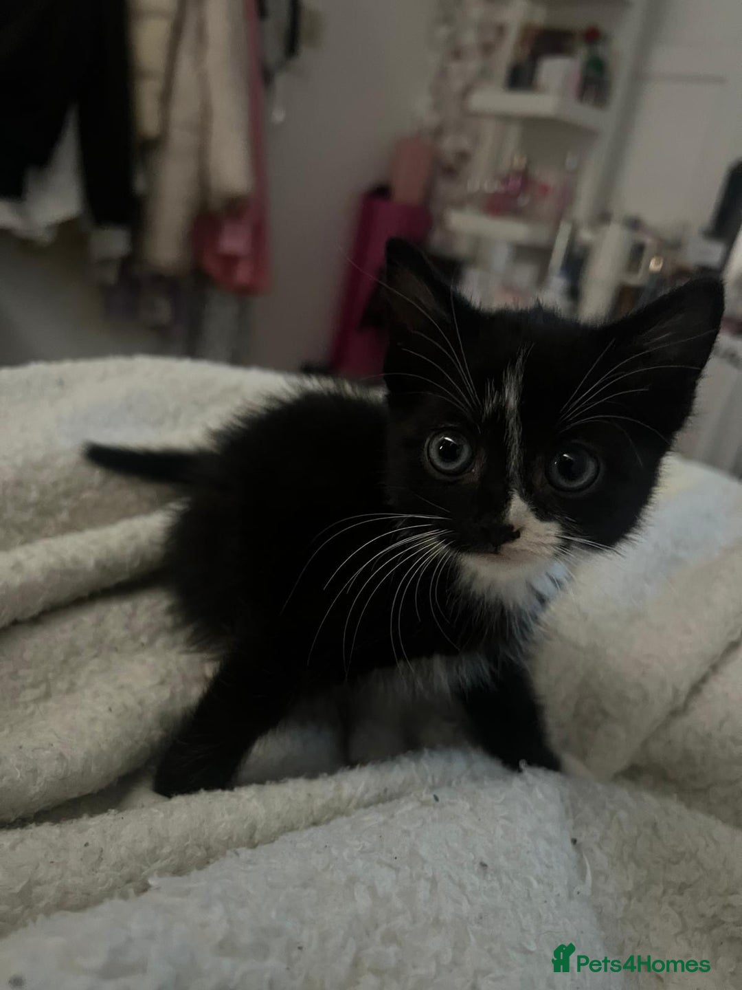 Domestic Shorthair cats for sale: black and white male  - Image 3