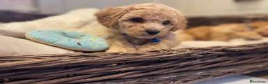 Cavapoochon 1