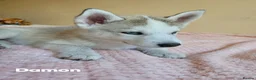Siberian Husky dogs for sale: 💙♥️ 7 puppies looking for forever home ♥️💙 in Newcastle - Advert 8