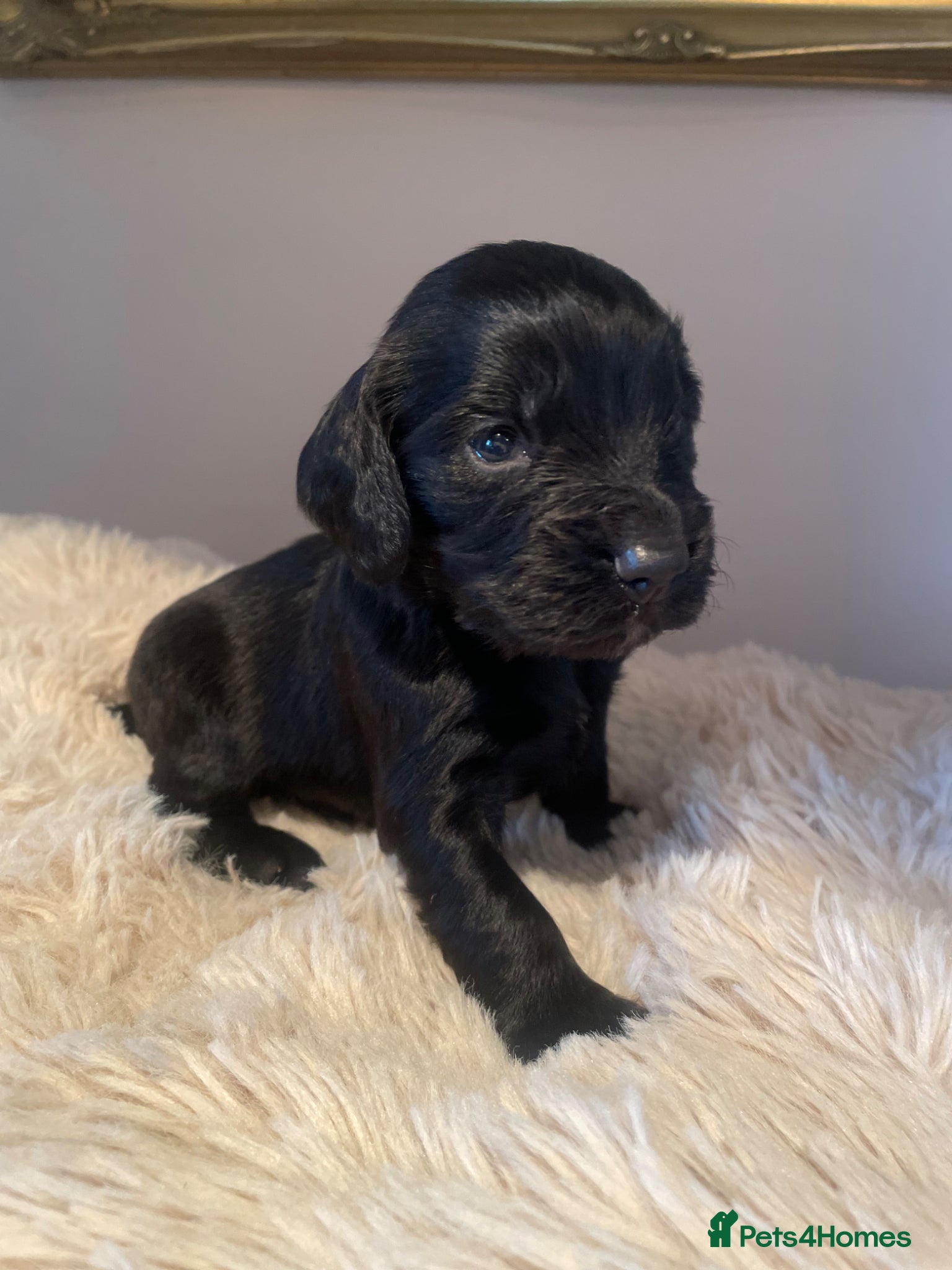 Cocker Spaniel dogs Working cocker spaniels  - Advert 9