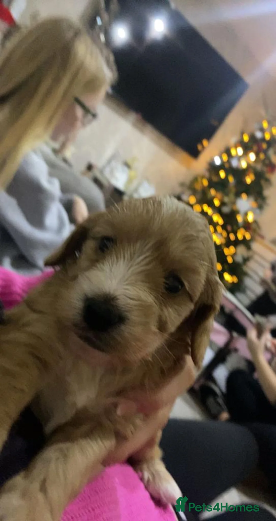 Cockapoo dogs for stud: Proven Red & white F1 cockapoo stud dog. in Barnsley - Advert 13