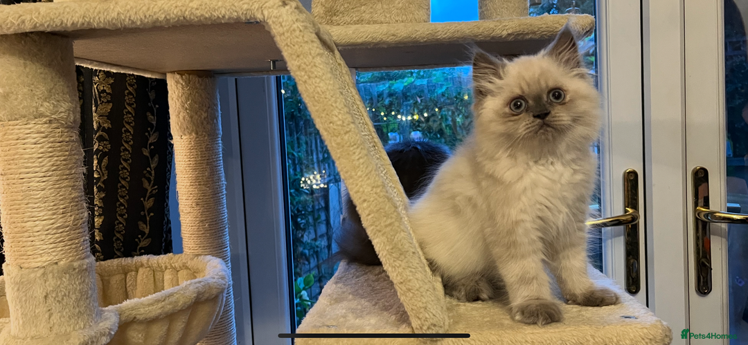 Persian cats for sale: Ready Now 2 Boys/1 Girl Persian Fluff Monsters - Image 17