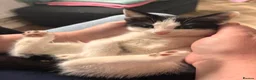 Mixed Breed cats for sale: 12 week old male  - Advert 1