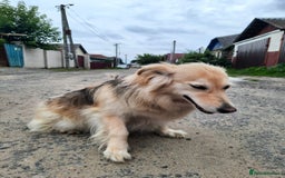 Mixed Breed dogs for adoption: 💖🐶 DOCHA 🐶💖 - Image 7