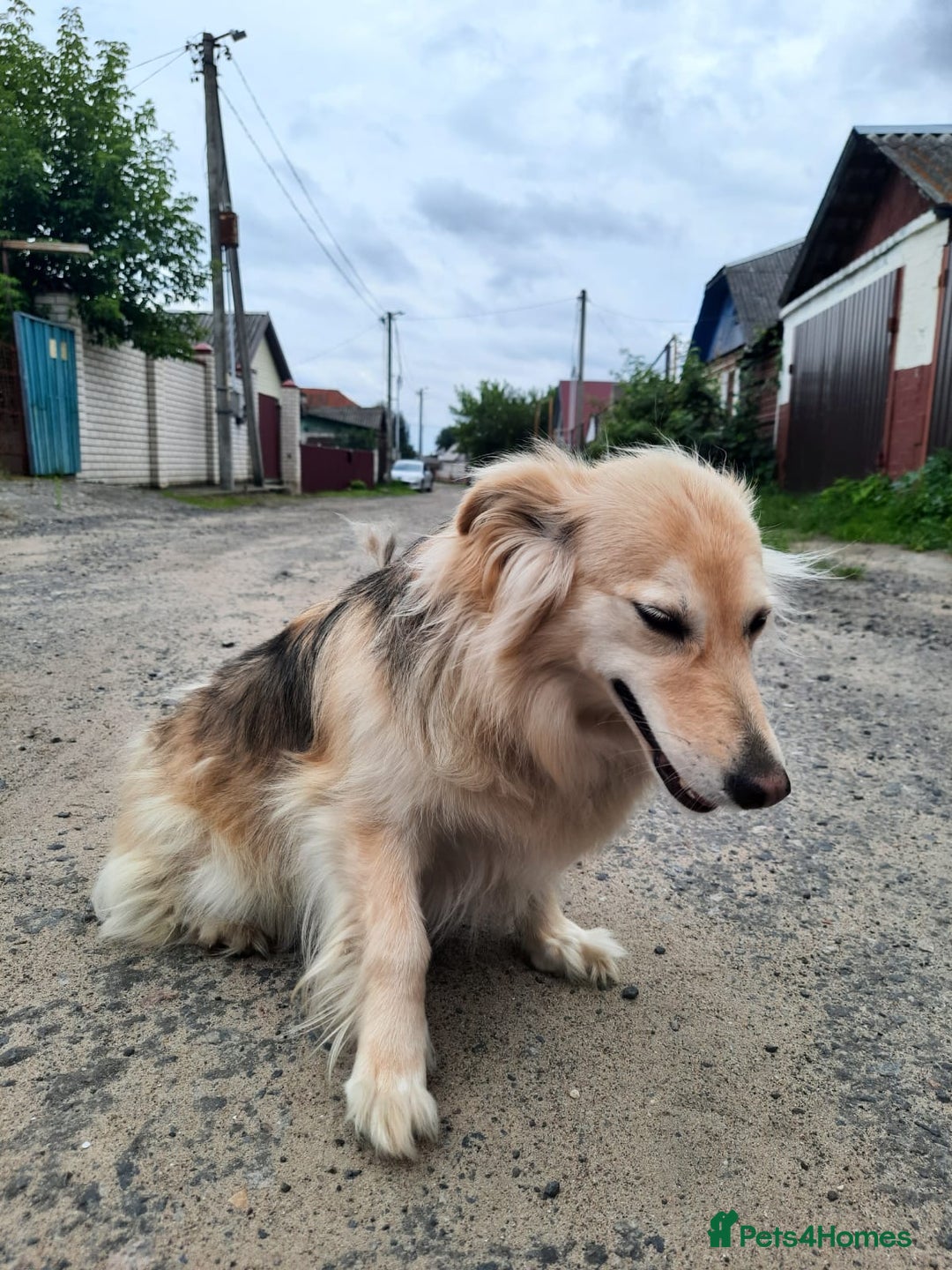 Mixed Breed dogs for adoption: 💖🐶 DOCHA 🐶💖 - Image 7