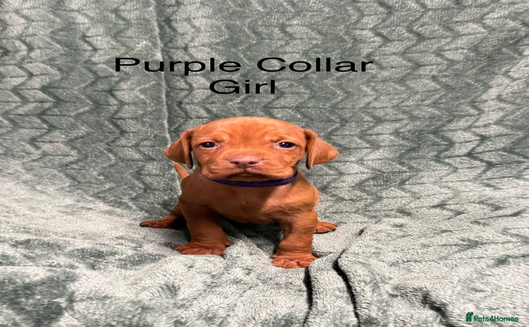 Hungarian Vizsla dogs - Advert 8