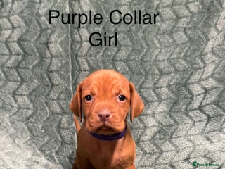 Hungarian Vizsla dogs - Advert 29