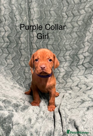 Hungarian Vizsla dogs - Advert 1