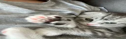 Scottish Fold cats for sale: Scottish and british kittens - Advert 5