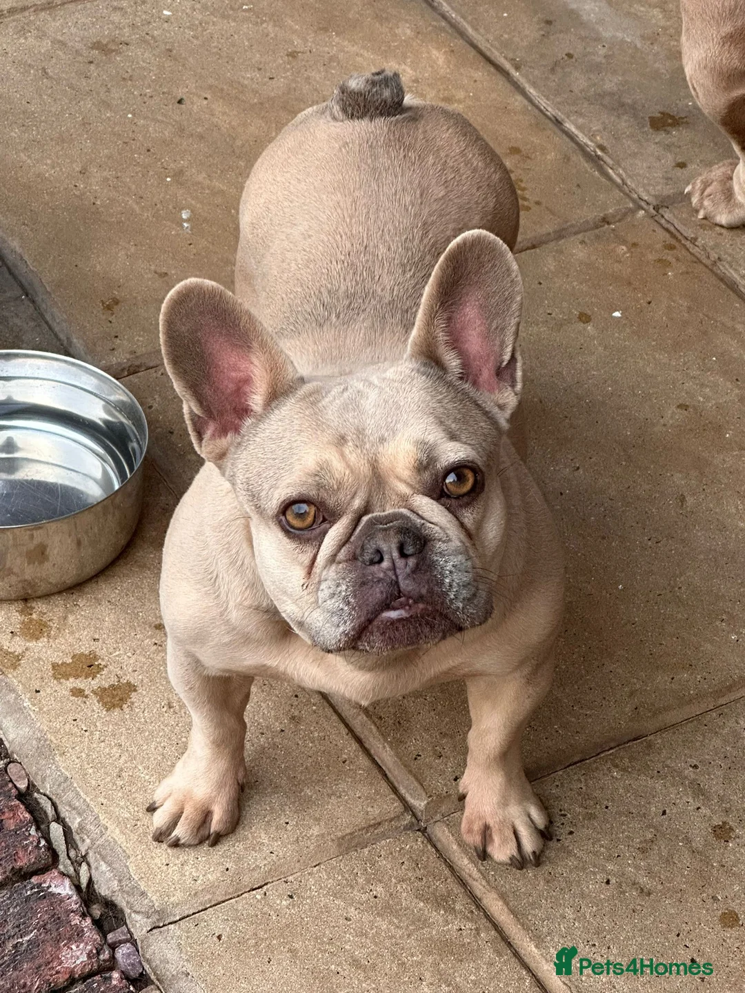French Bulldog dogs for sale: French Bulldog - Advert 1