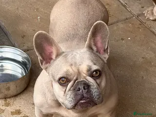 French Bulldog dogs French Bulldog - Advert 2