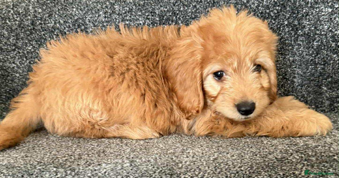 Cockapoo dogs for sale: Beautiful cockapoo puppies  - Image 11
