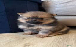 German Spitz dogs for sale: KC Reg Show Type German Spitz (Klein) For Sale. - Image 28