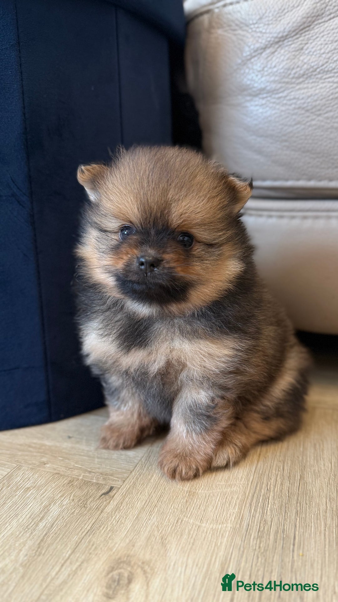 German Spitz dogs for sale: KC Reg Show Type German Spitz (Klein) For Sale. - Image 28