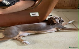 Mixed Breed dogs for adoption: Nacho - goofy Sabueso Hound for adoption - Image 13