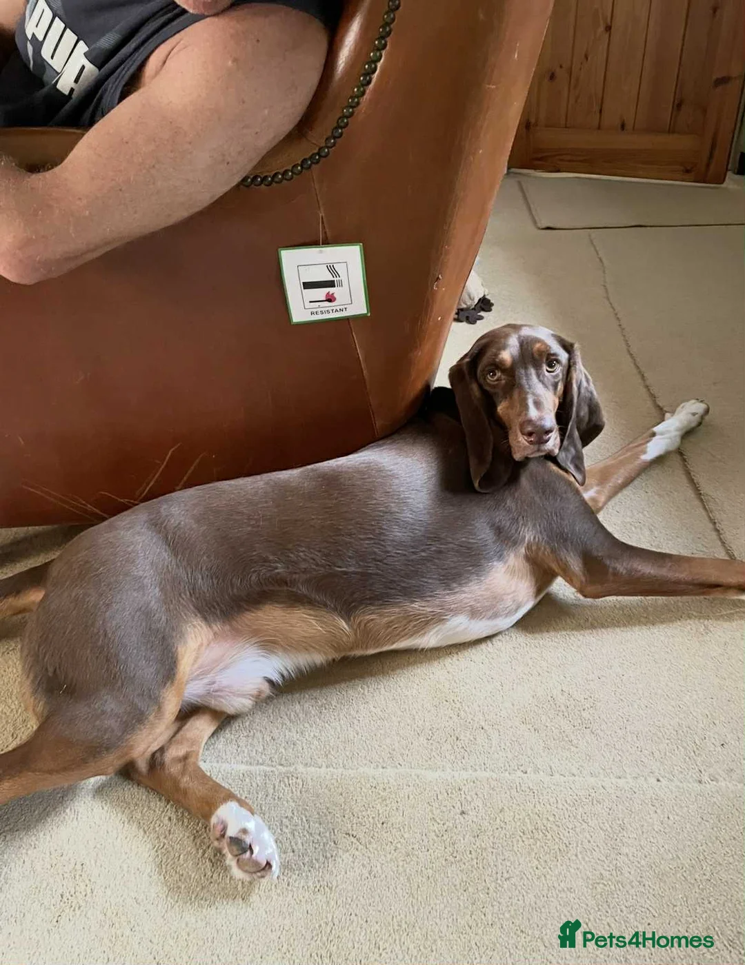 Mixed Breed dogs for adoption: Nacho - goofy Sabueso Hound for adoption - Advert 13