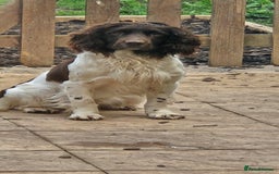 English Springer Spaniel dogs for stud: Up for stud - Image 3