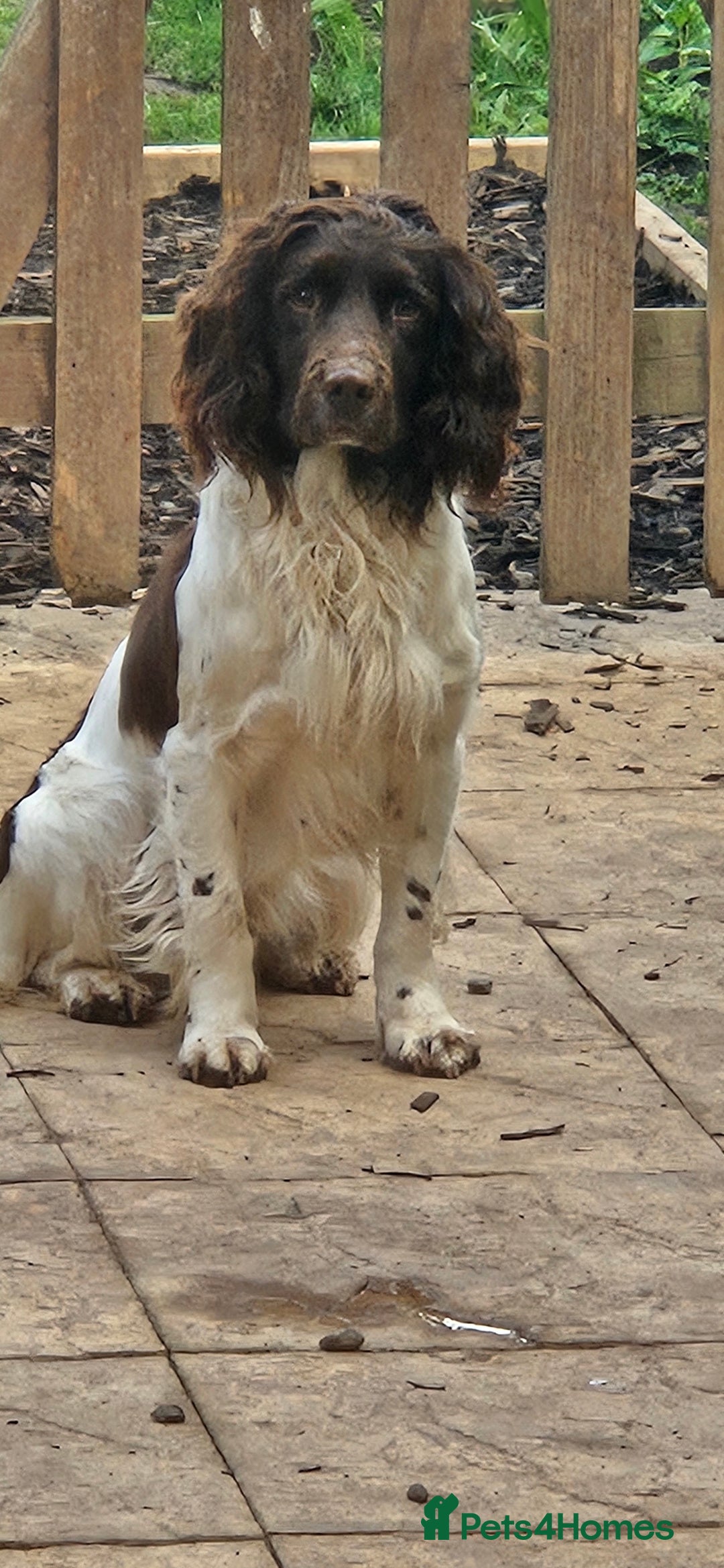 English Springer Spaniel dogs for stud: Up for stud - Image 3