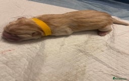 Chow Chow dogs for sale: Chow chows for sale 3k champion bloodline  - Image 2