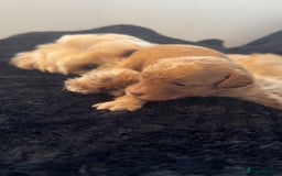 Cavapoo dogs for sale: 2 gorgeous boys looking for there forever home🩵  - Image 11