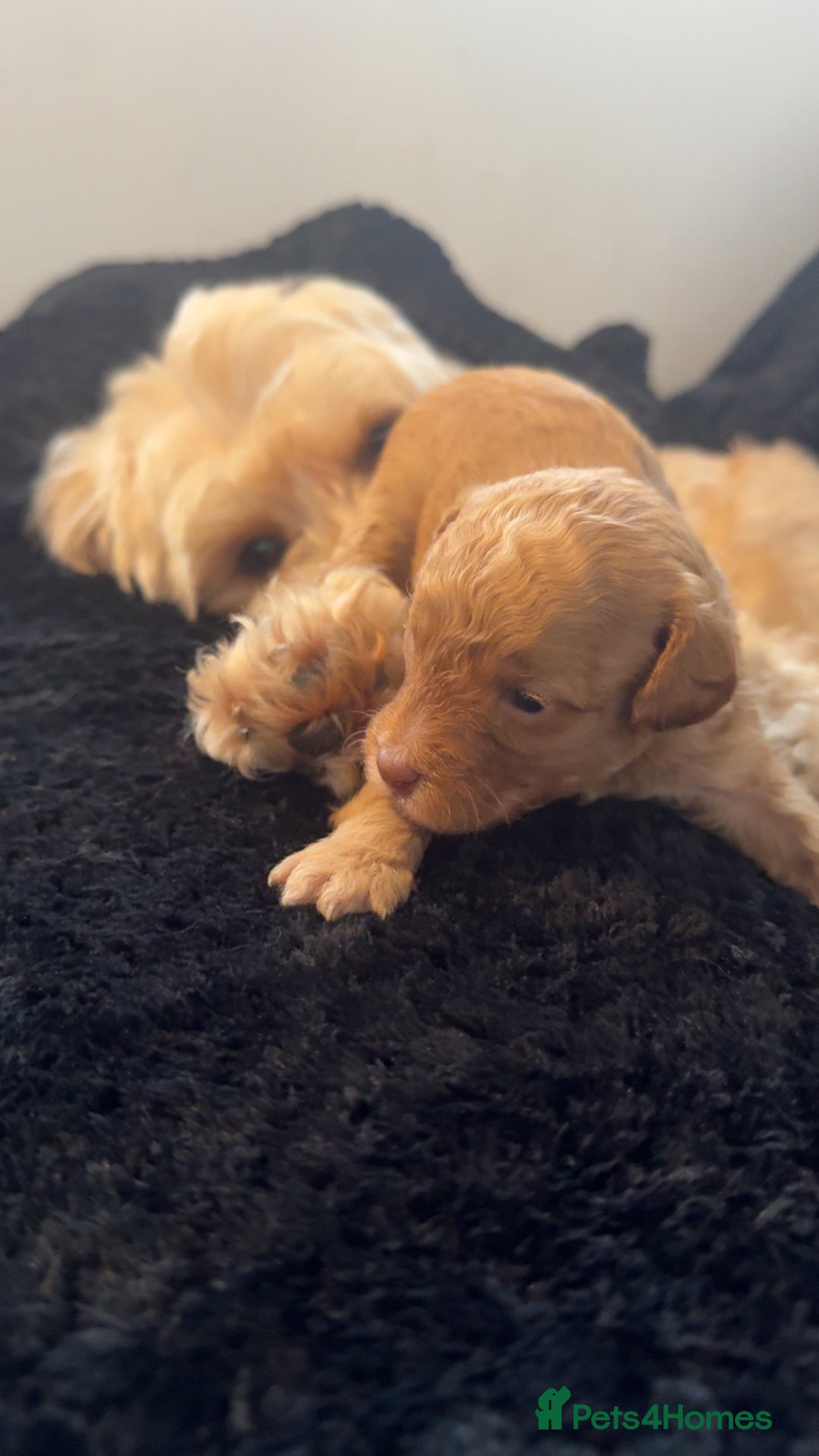 Cavapoo dogs for sale: 2 gorgeous boys looking for there forever home🩵  - Image 11