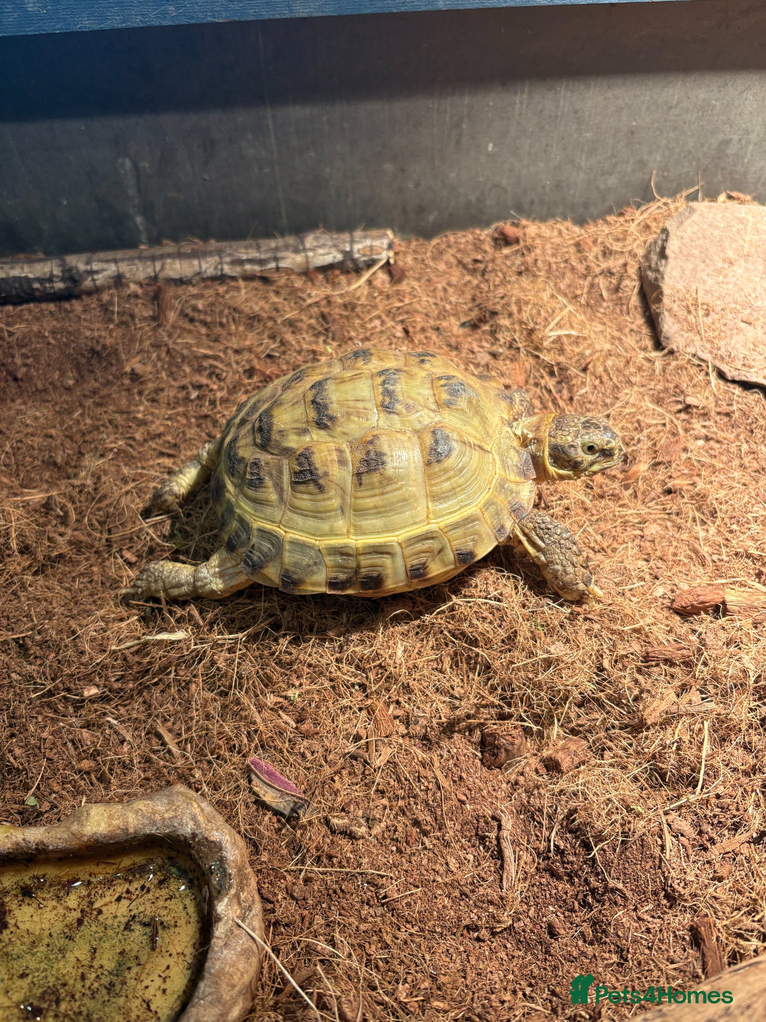 Tortoise reptiles Horsefield Tortoise (6 Years Old) - Female - Advert 1