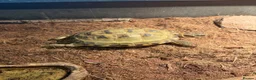 Tortoise reptiles for sale: Horsefield Tortoise (6 Years Old) - Female in London - Advert 1