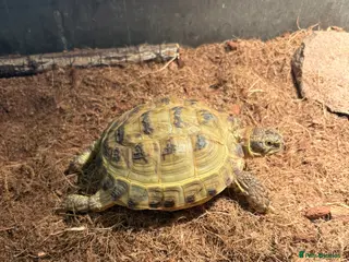 Tortoise reptiles Horsefield Tortoise (6 Years Old) - Female - Advert 6