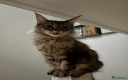 Maine Coon cats for sale: Sweet mainecoon female for sale - Image 2