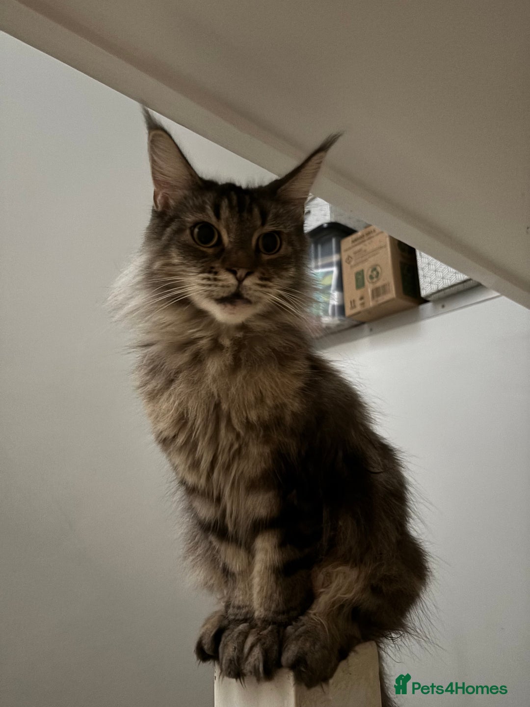 Maine Coon cats for sale: Sweet mainecoon female for sale - Image 2