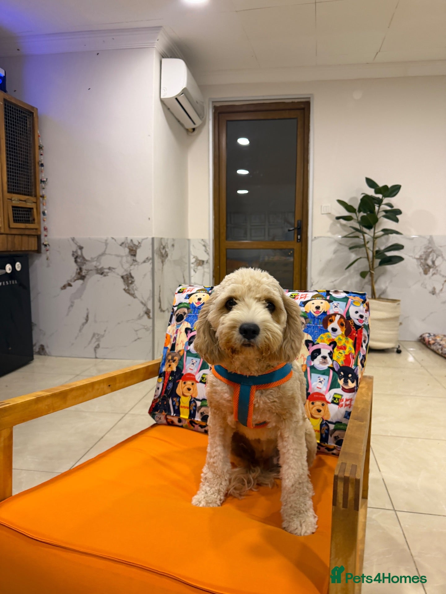 Poodle dogs 🐾 ALEX – LOOKING FOR HIS FOREVER HOME 🐾 - Advert 3