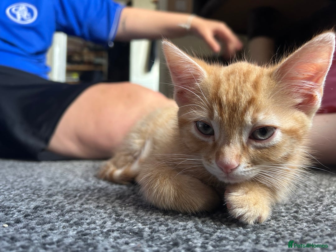 Mixed Breed cats for sale: Male kittens - Image 3