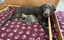 Labrador Retriever dogs for sale: Charcoal and Silver Labradors- Bred by a vet. - Image 1