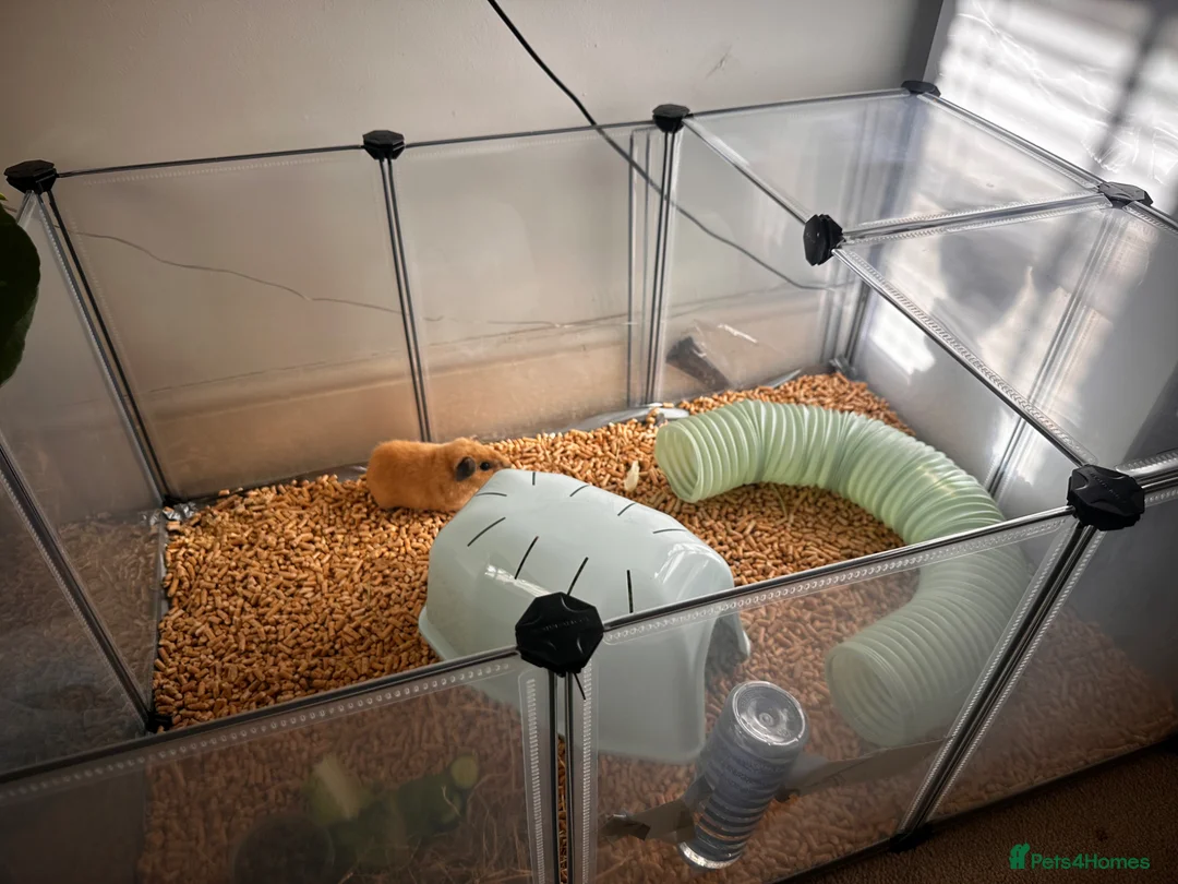 Guinea Pig rodents for sale: Boy guinea pig with cage - Advert 2