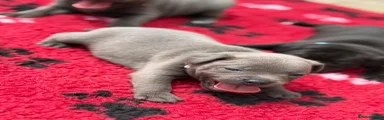 Staffordshire Bull Terrier 3