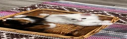 Turkish Angora cats for sale: Turkish Angora Playful Kittens - Advert 19