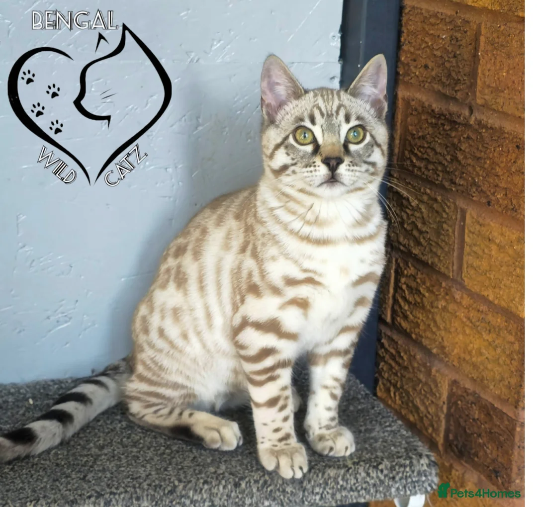 Bengal cats for sale: 🔥Stunning Bengal boys ready to leave🔥 - Advert 1