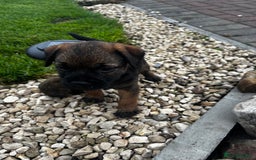 Border Terrier dogs for sale: Border Terrier puppy x1 boy - Image 13