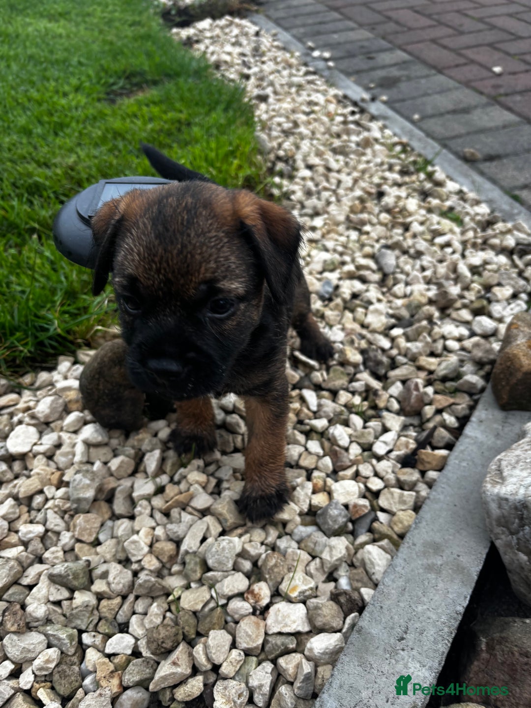 Border Terrier dogs for sale: Border Terrier puppy x1 boy - Image 13