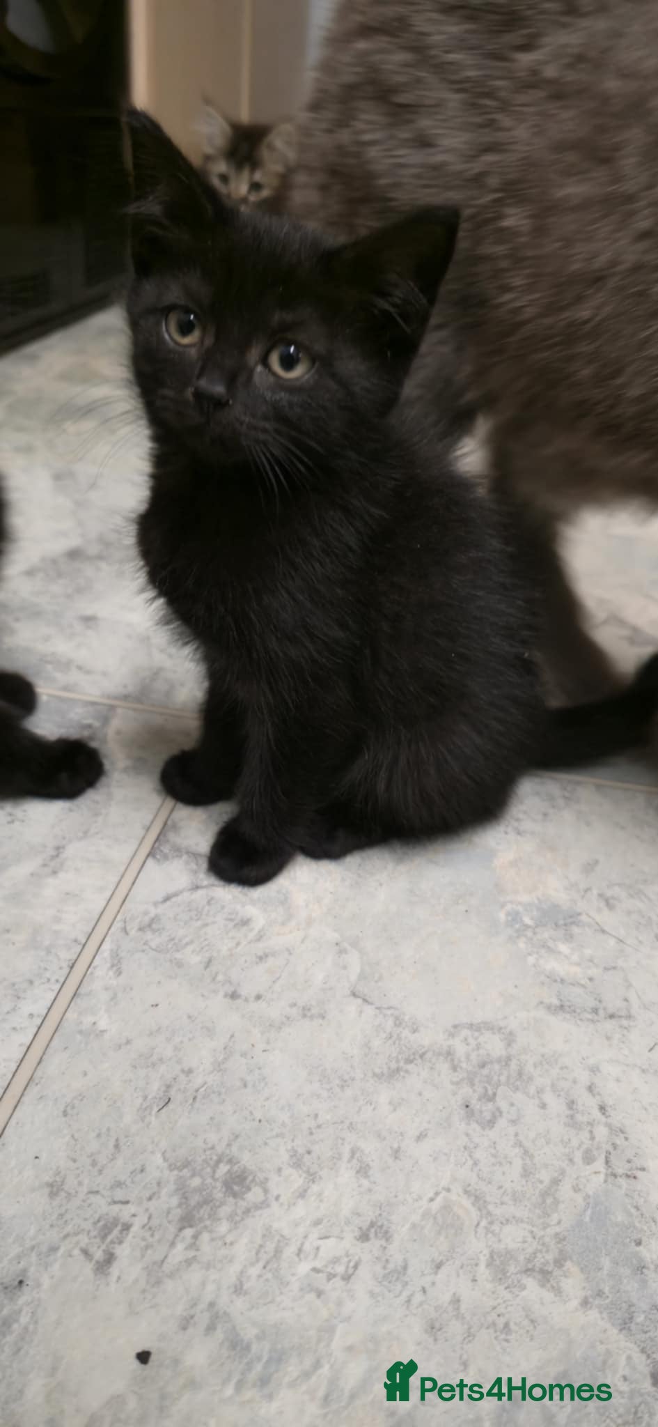 Mixed Breed Kitten 3