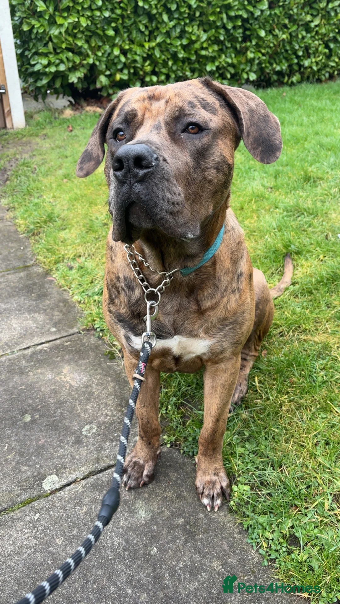 Mastiff dogs for sale: Beautiful mastiff  - Advert 1